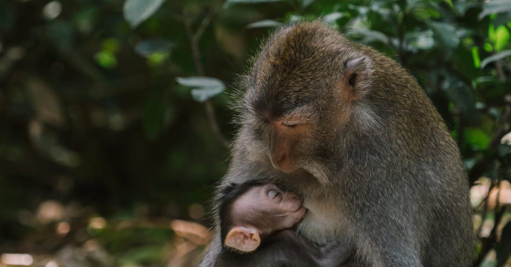 découvrez les bienfaits de l'allaitement pour la santé de votre bébé et de votre bien-être. des conseils pratiques, des témoignages et des ressources utiles pour vivre sereinement cette belle expérience.