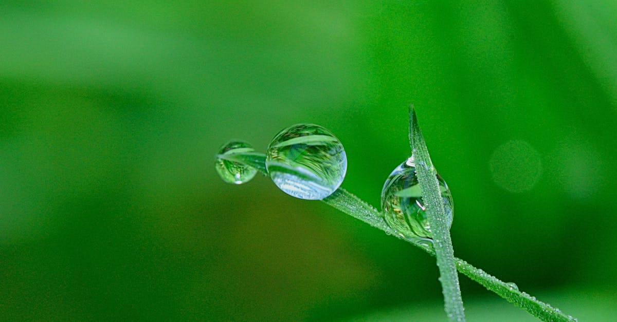 découvrez des informations essentielles sur l'environnement, les défis écologiques actuels et des conseils pratiques pour protéger la planète au quotidien.