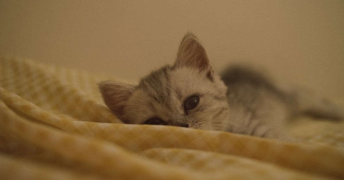 découvrez la douceur de la discipline positive, une approche éducative qui favorise le respect mutuel et le développement émotionnel des enfants. apprenez des techniques efficaces pour instaurer un environnement d'apprentissage bienveillant et épanouissant.