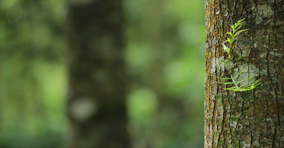 découvrez la beauté et la richesse de la nature à travers des articles, des conseils et des photos inspirantes. explorez la faune, la flore et les paysages naturels qui éveillent tous vos sens.