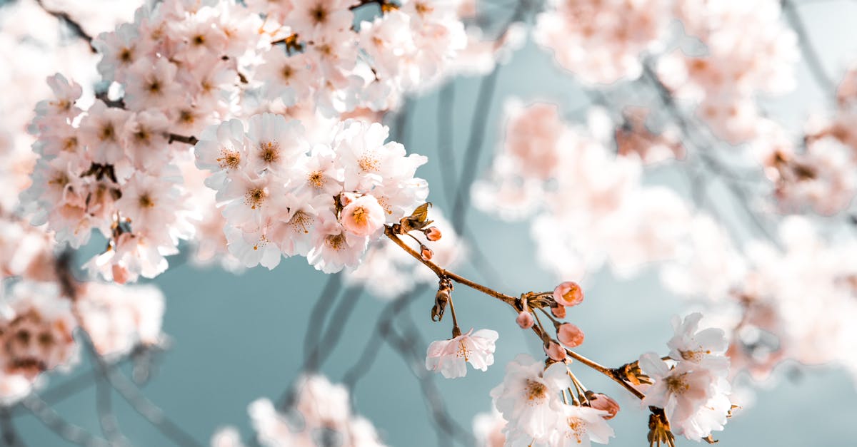découvrez l'univers fascinant de la nature : faune, flore, paysages et écosystèmes. explorez des articles, conseils et actualités pour mieux comprendre et préserver la biodiversité.