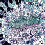 éducation scientifique: ressources, cours et expériences pour tous âges. stimulez curiosité, esprit critique et compétences stem à l’école et à la maison.